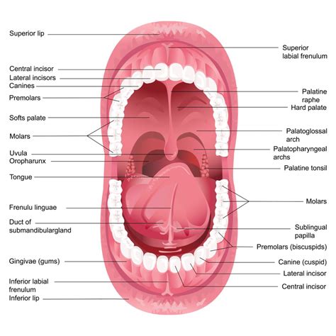 Analyzing the Symbolism Behind Coagulated Masses in the Oral Cavity