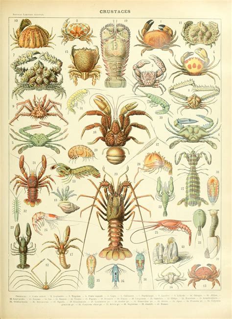 Analyzing the Varied Explanations of Confronting Crustaceans in Dreamscapes