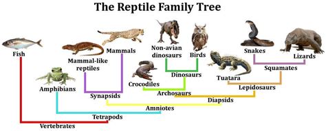 Analyzing the correlation between lizards and concealed anxieties