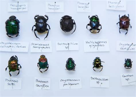Ancient Beetle Species: Tracing the Origins