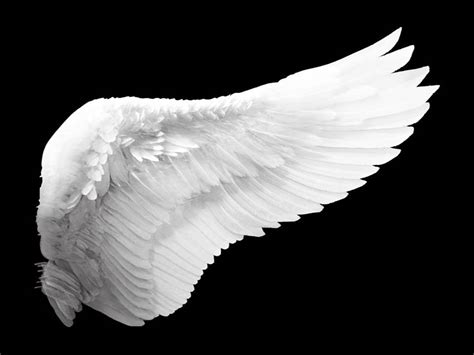 Angel Wings as a Source of Solace and Restoration: Exploring their Therapeutic Significance