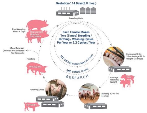 Applications and Implications of Research on Airborne Swine