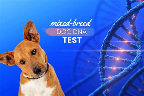 Assessing the Health and Genetic Background of Your Potential Canine Companion