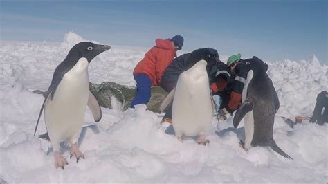 Astonishing Encounter: When a Curious Penguin Unexpectedly Nipped Me