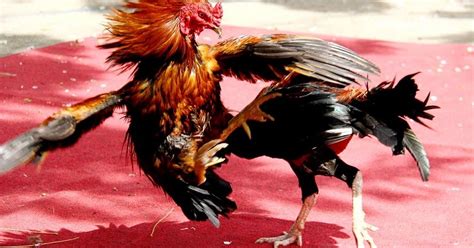 Authentic Chicken Fight Experiences Around the Globe