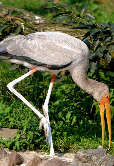 Awe-Inspiring Beauty: Birds Delighting in the Sweetness of Ripe Produce