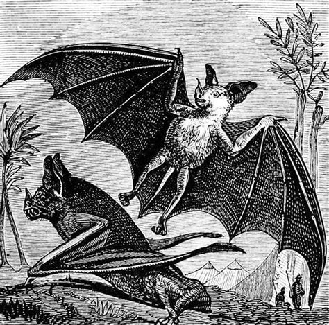 Bat Symbolism in Mythology and Folklore