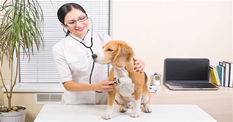 Becoming a Professional in Animal Care: Educating and Training