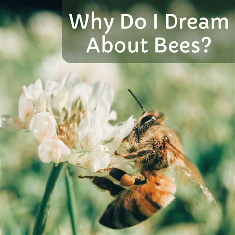 Bees as Messengers of Change: Dream Analysis and Growth