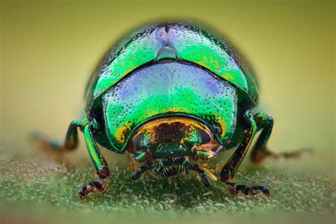Beetles as Powerful Symbols in Dream Interpretation
