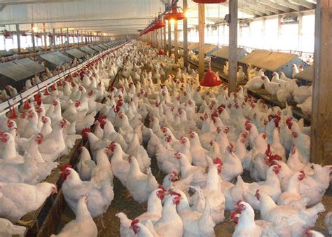 Benefits of Starting a Poultry Venture