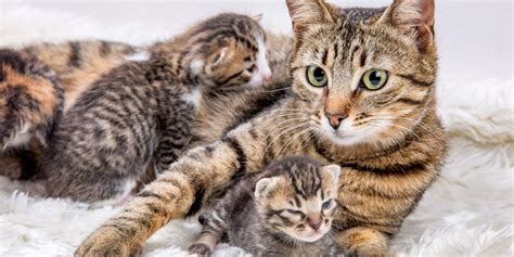 Benefits of a Mother Cat's Protective Behavior Towards Her Offspring