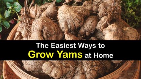 Best Practices for Cultivating Yams in Your Garden