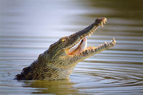 Beyond Crocodiles: Other Dangerous Predators in Dreams and Their Meanings
