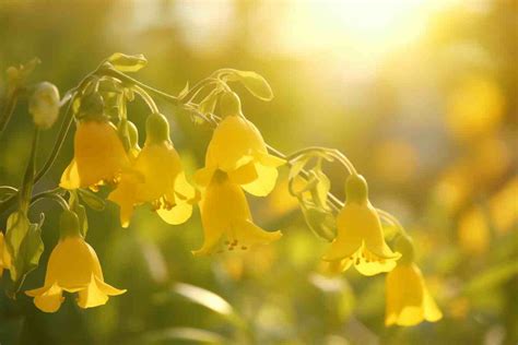 Beyond Dreams: The Spiritual and Healing Powers of Bell Flowers