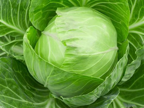 Beyond the Ordinary: Unraveling the Intriguing Meanings of Cabbage in Dreams