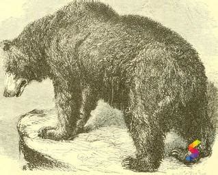 Beyond the Plate: the Usage of Ursine Flesh in Traditional Remedies