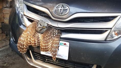 Birds Trapped in Cars: Interpretation and Analysis