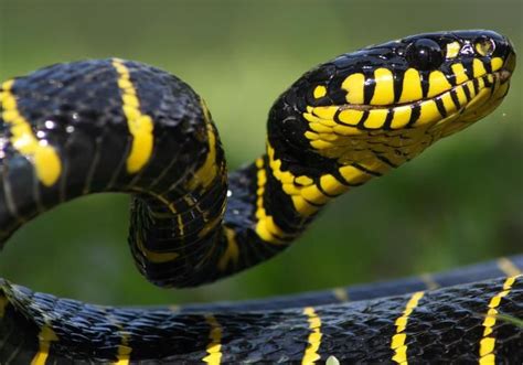 Black Yellow Snake: A Unique Symbolic Combination