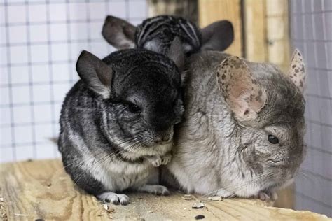 Bonding with Your Chinchilla: Cultivating a Strong Companionship
