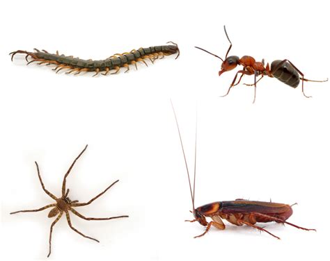 Bugs Crawling on Leg in Dreams: Unraveling Symbolic Meanings