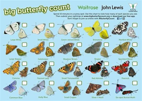 Butterfly Hunting Etiquette: Responsible Practices for All Enthusiasts