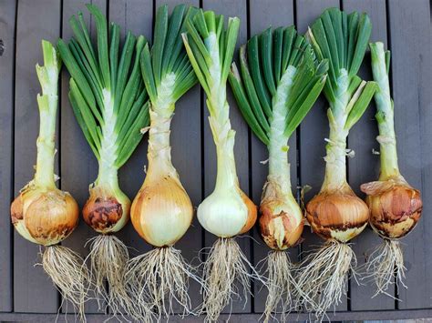 Can You Actually Cultivate an Onion the Size of an Automobile? We Explore the Feasibility