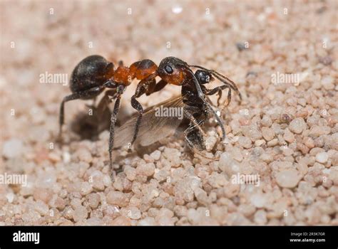 Capturing Flying Ants: An Engaging Fusion of Science and Nostalgia