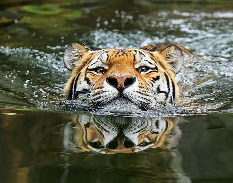 Capturing the Beauty: Photographing Magnificent Tigers in their Natural Habitat