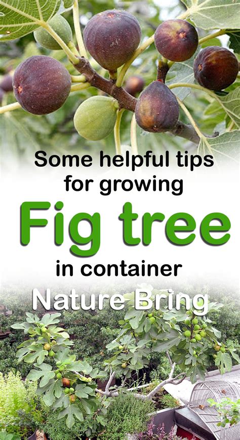 Caring for Fig Trees: Watering and Fertilizing