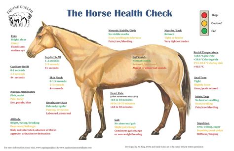Caring for Your Equine Companion: Essential Tips for Horse Health and Wellness