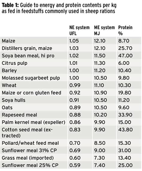Caring for Your Lamb's Nutrition: Feeding Tips and Dietary Requirements