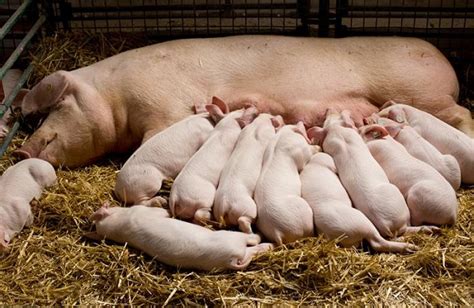 Caring for Your Pig: Tips on Feeding, Housing, and Health Maintenance