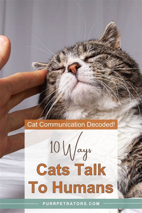 Cat Dreams and Communication: Unraveling the Language of Felines