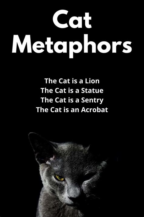 Cat as a Metaphor: Understanding the Deeper Layers of Symbolism