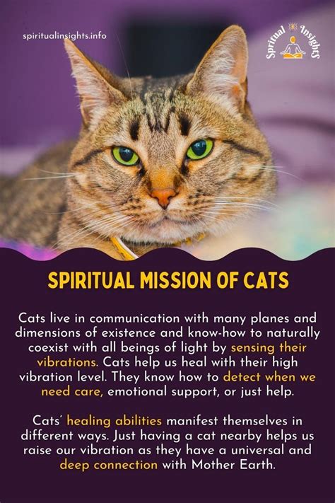 Cats as Spiritual Guides: Discovering the Spiritual Significance of Feline Reveries