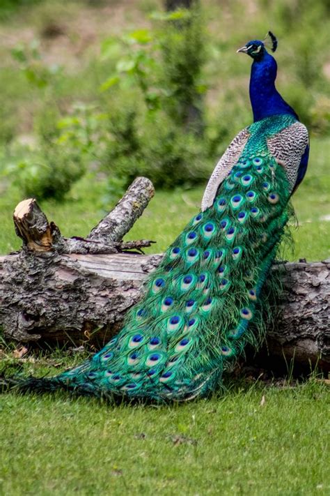 Challenges faced by enthusiasts in acquiring and preserving the exquisite plumage of the majestic peafowl