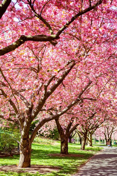 Cherry Blossoms: Surrendering to a Breathtaking Vision