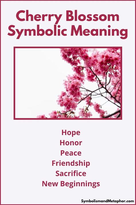 Cherry Blossoms as a Symbol of Hope and Rebirth