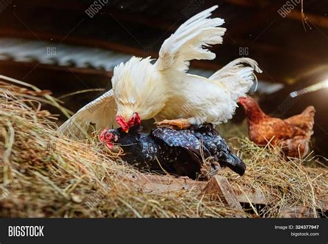 Chicken Mating Dreams: Reflecting Richness and Fecundity