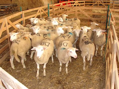 Choosing the Ideal Lamb: Factors to Consider Before Bringing One Home