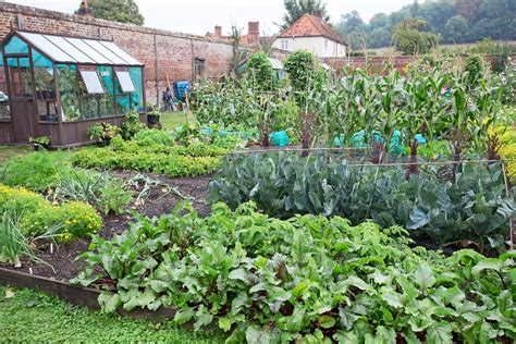 Choosing the Ideal Site for Your Thriving Home Vegetable Patch