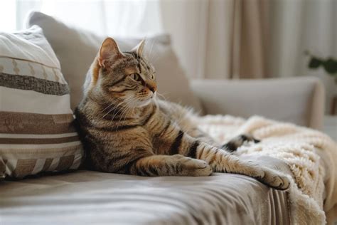 Choosing the Perfect Bed for Your Feline Companion's Sweetest Dreams