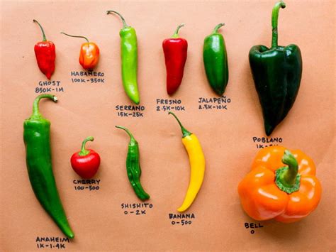 Choosing the Perfect Chilli Varieties to Enhance Your Luscious Green Haven