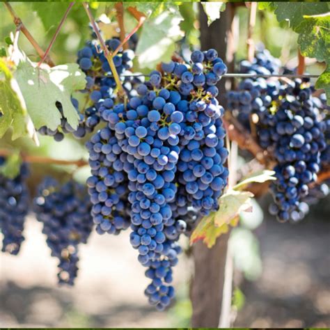 Choosing the Perfect Grape Varieties for Your Region