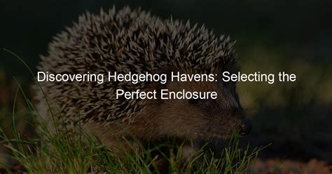 Choosing the Perfect Hedgehog: A guide to Discovering Your Ideal Companion