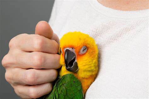 Choosing the Perfect Parrot Species for Your Lifestyle