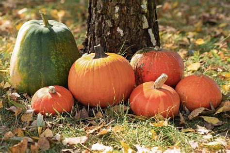 Choosing the Perfect Pumpkin for Culinary Delights