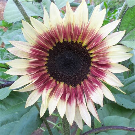 Choosing the Perfect Sunflower Variety for Your Garden