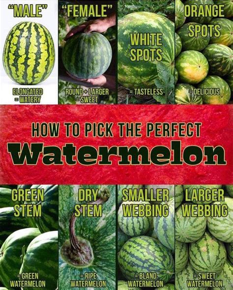 Choosing the Perfect Watermelon: Tips for Picking the Sweetest Juicy Gem